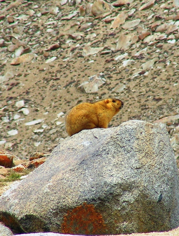 2008-09-17: Himalayan Marmot