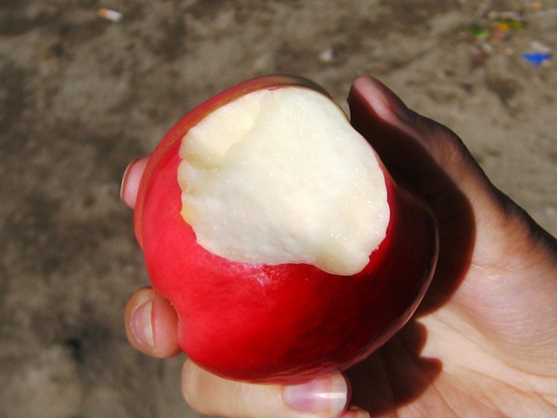 2008-09-16: Tasty locally grown apple
