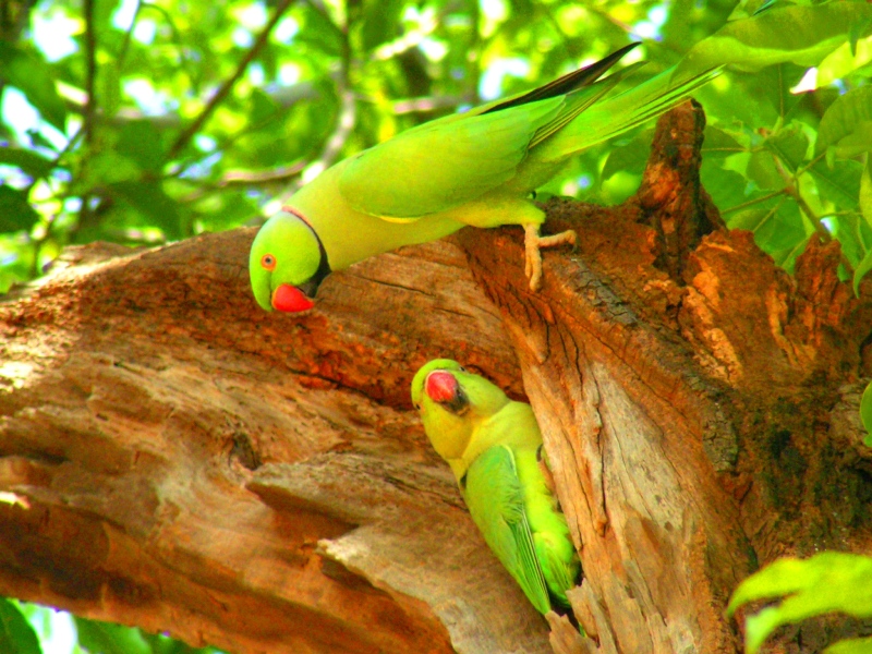 2008-09-24: Pretty parrots