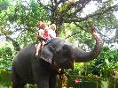 2008-11-16: Kodanad Elefant Camp
