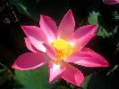 2009-03-07: Lotus flower