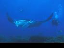 2009-03-20: Mantaray; Picture found on Google