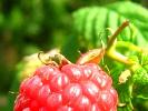 2009-08-14: Wild berries