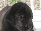 2009-08-14: A cute puppy
