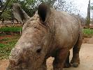 2009-09-30: The baby rhino