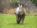 2009-09-30: The baby rhino