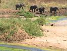 2009-09-30: Elefants at the Limpopo River