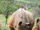 2009-11-21: Pilanesberg National Park