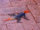 2009-10-30: Lizard at Twyfelfontein