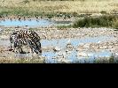 2009-11-04: Etosha National Park