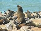 2009-10-29: Cape Cross Seal Colony, Skeleton Coast