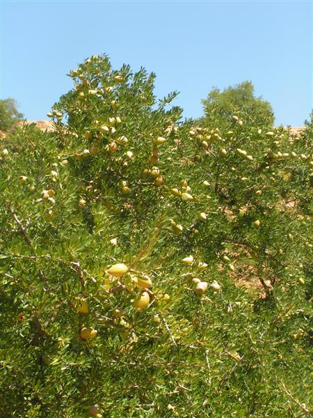 2007-05-01: Olive tree