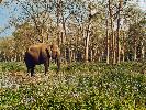 2014-02-11: Chitwan National Park
